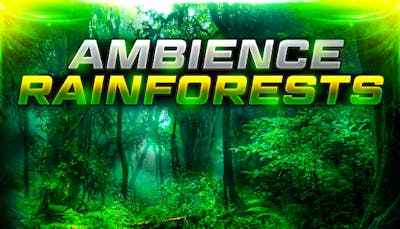 Ambience Rainforests