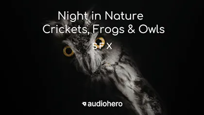 Night in Nature - Crickets, Frogs & Owls