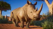 PZ_Africa_Pack_Animal_1920x1080_Rhino_1