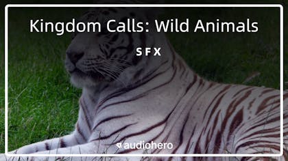 Kingdom Calls: Wild Animals