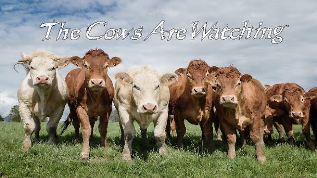 The Cows Are Watching | PC Steam Game | Fanatical