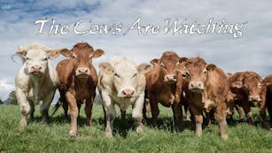 Product cover for The Cows Are Watching