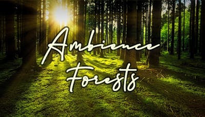 Ambient Video Game Music – Forests